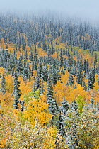 Quaking aspen trees (Populus tremuloides) and conifers with dusting of snow, Dome Hill above Dawson City, Yukon Territories, Canada, September 2013.