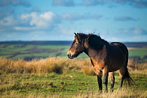 Exmoor pony on Winsford Hill, Exmoor National Park, Somerset, England, UK. November 2013.