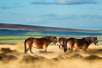 Exmoor ponies on Winsford Hill, Exmoor National Park, Somerset, England, UK. November 2013.