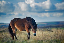 Exmoor pony on Winsford Hill, Exmoor National Park, Somerset, England, UK. November.