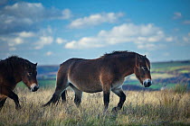 Exmoor ponies on Winsford Hill, Exmoor National Park, Somerset, England, UK. November.