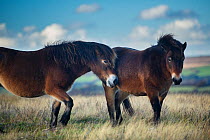 Exmoor ponies on Winsford Hill, Exmoor National Park, Somerset, England, UK. November.
