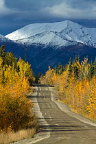 Road to Keno, with snow capped mountain and Quaking aspen (Populus tremuloides) Silver Trail near Mayo, Yukon Territories, Canada, September 2013.