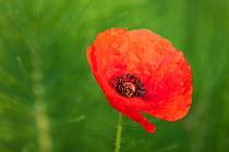 Common poppy (Papaver rhoeas) in flower, Marche, Italy, May.