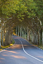 Avenue of Plane trees (Platanus) on a road near Soreze, Tarn, Languedoc, France, September 2012.