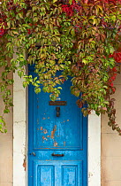 Blue doorway with Grape vines (Vitis) Puyloubier, Var, Provence, France, October 2012.