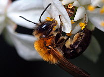 Mining bee (Andrena nitida) on flower, Bristol, England, UK, May.