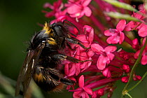 Bumblebee (Bombus) worker, wet after rain on Valerian flower, Bristol, England, UK, June.