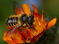 Solitary bee (Megachile sp) on flower, Bristol, England, UK, June.