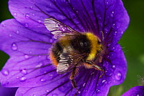 Early bumblebee (Bombus pratorum) Bristol, England, UK, June.