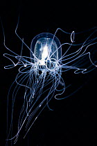 Jellyfish (Spirocodon saltatrixr) Kumamoto Prefecture, Japan. February.