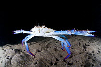 Blue crab (Portunus trituberculatus) Oyano, Kumamoto Prefecture, Japan. October.