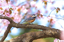 Varied tit (Poecile varius) in cherry blossom, Hokkaido, Japan, May.