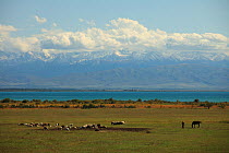 Sheep grazing in field with farmer and horse, Issyk-Ko, Kyrgyzstan September 2011.