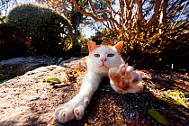 Cat stretching forward whilst sunbathing,  Hofu, Yamaguchi, Japan.