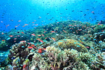 Diverse coral reef with shoals of fish, East Kalimantan, Borneo. August.