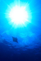 Manta ray (Manta) swimming near the surface with sun shining through the water, Sangaraki Island, Indonesia. August.