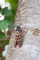 Large brown cicada (Graptopsaltria nigrofuscata) Iwate Prefecture, Japan. August.
