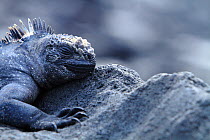 Marine iguana (Amblyrhynchus cristatus) on rock, Galapagos.