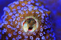 Krausii / coral hermit crab (Paguritta vittata) in hole, Kume Island, Okinawa, Japan. December.