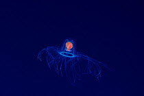 Jellyfish (Turritopsis nutricula) Ogasawara Island, Japan. June.