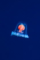 Jellyfish (Turritopsis nutricula) Ogasawara Island, Japan. June.