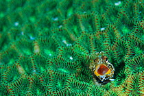 Blenny (Neoclinus bryope) peering out of coral with mouth open, Wakayama, Kushimoto, Japan. December.