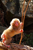 Japanese macaque (Macaca fuscata) baby clinging stick, Jigokudani Monkey Park, Japan. April.
