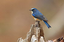 Red-flanked bluetail (Tarsiger cyanurus)  perched on snag,  Chiba, Japan. January.