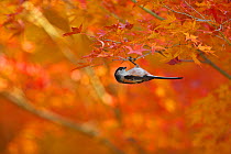 Long-tailed tit (Aegithalos caudatus) hanging upside down from branch in autumn, Japan. December.