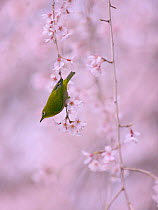 Japanese White eye (Zosterops japonicus) in cherry tree, Kyoto, Japan. March.