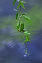 Japanese tree frog (Hyla japonica) climbing weeping willow tree out of water. Kyoto, Honshu, Japan. June.
