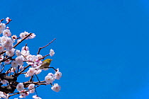 Japanese white eye (Zosterops japonicus) in flowering cherry   tree, Kanto, Japan. March.