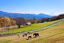 Group of ponies grazing in paddock, Makiba Park, Yamanashi Prefecture, Japan. October 2011.