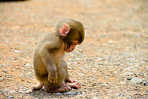 Japanese macaque (Macaca fuscata) baby staring at feet, Arashiyama Monkey Park, Iwata Mountain, Kyoto.  Japan June.