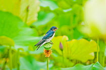 Barn swallow (Hirundo rustica) resting on Lotus (Nelumbo nucifera) seed head, Haga District, Japan. July.