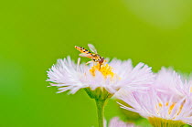 Horsefly (Tabanidae) on Fleabane (Erigeron) flower, Tochigi Prefecture, Japan, May.