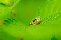 Japanese tree frog (Hyla japonica) in fern, Tochigi Prefecture, Japan. June.