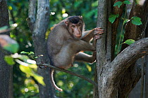 Pigtailed macaque  (Macaca nemestrina) male in tree, Malaysia. April.