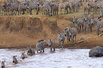 Herd of Zebra (Equus quagga burchellii) crossing river, Kenya.