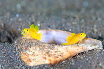 Yellow Pygmy-goby (Lubricogobius exiguus) pair coming out of sea shell, with one open mouthed, Shizuoka, Japan. October.