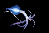 Deep sea squid (Chiroteuthis imperator) dead specimen floating,  Osezaki, Shizuoka, Izu, Japan.