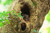 Japanese flying squirrel (Petaurista leucogenys) in tree hole, Kyoto, Japan. March.