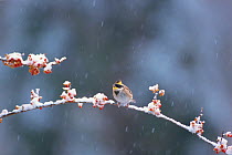 Yellow throated bunting ( Emberiza elegans) perched on Bittersweet plant (Celastrus) in snow, Kyoto, Japan. March.