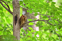 Japanese scops owl (Otus semitorques) perched on tree branch, Hachihigashi Town, Tottori Prefecture, Japan. March.