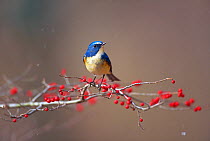 Red-flanked bluetail (Tarsiger cyanurus) perched on branch with red berries, Kyoto, Japan. March.