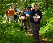 Wildlife trust staff and volunteers carrying nest boxes containing pairs of Hazel dormice (Muscardinus avellanarius) and empty boxes into the woods to place them inside 'soft release' cages attached t...