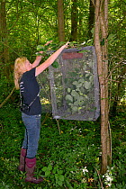 Lorna Griffiths of Nottinghamshire Wildlife Trust providing young Hazel branches (Corylus avellana) as food and cover for a Hazel dormouse (Muscardinus avellanarius) 'soft release' cage before the nes...