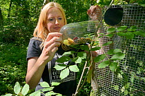Lorna Griffiths of Nottinghamshire Wildlife Trust inserting a feeding tube loaded with fresh fruit and seeds into a Hazel dormouse (Muscardinus avellanarius) 'soft release' cage before the nest boxes...