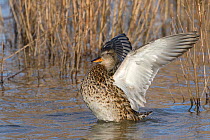 Female Gadwall (Anas strepera) flapping its wings in flooded marsh, Gloucestershire, UK, February.